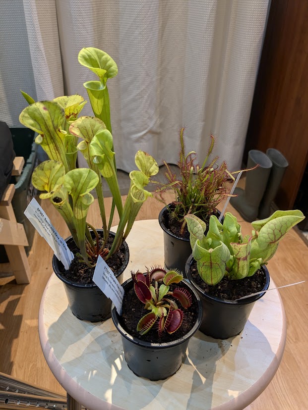 Carnivorous plants